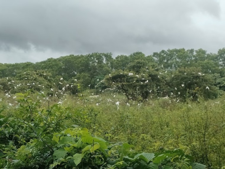 Gudavi_Bird_Sanctuary_2