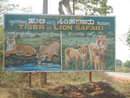 Tyavarekoppa Tiger and Lion Safari