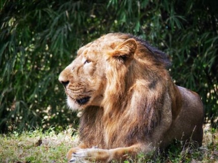 Silvassa Vasona Lion Safari