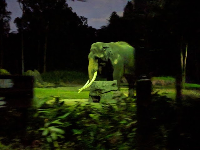 Singapore Night Safari Landscape Image