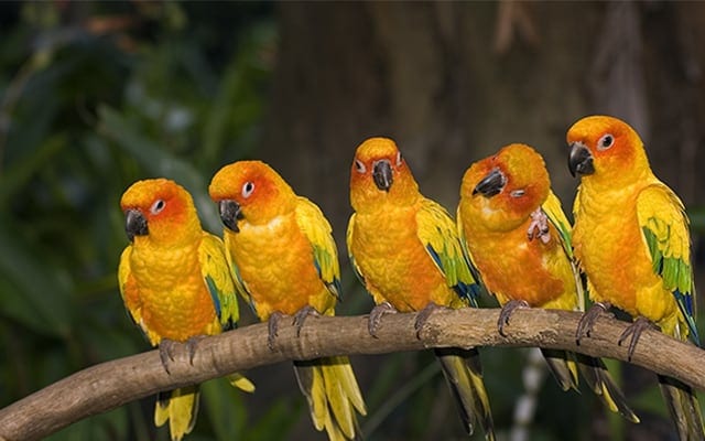 Singapore Jurong Bird Park Landscape Image