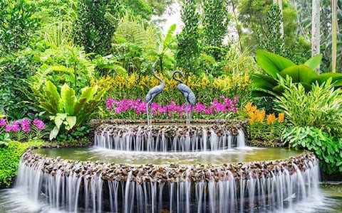 Admire Blooms at National Orchid Garden