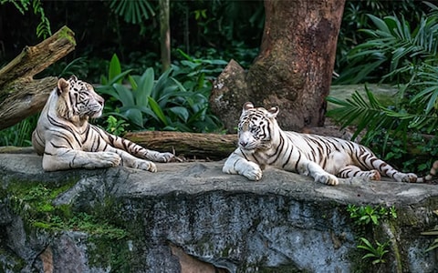 Singapore Zoo