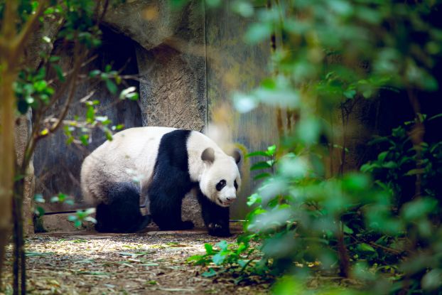 Singapore_wildlife