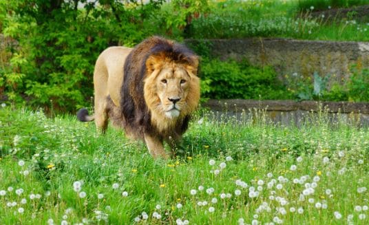 Gir National Park