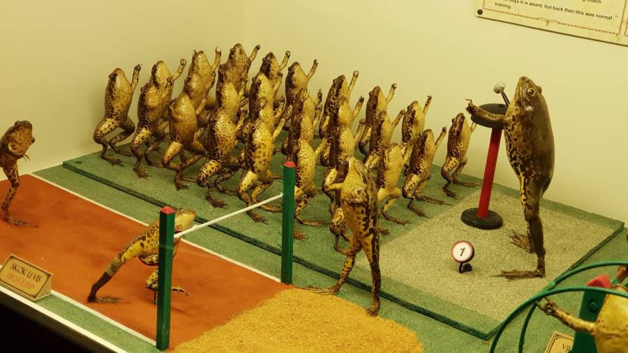 Split_Froggyland_1