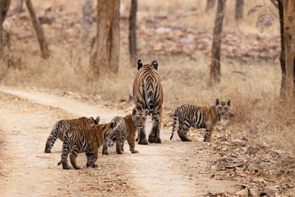 Madhya_Pradesh_Landscape_17