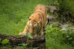 Sunderban_wildlife