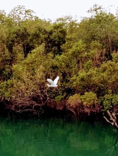 Lothian Island Bird Sanctuary