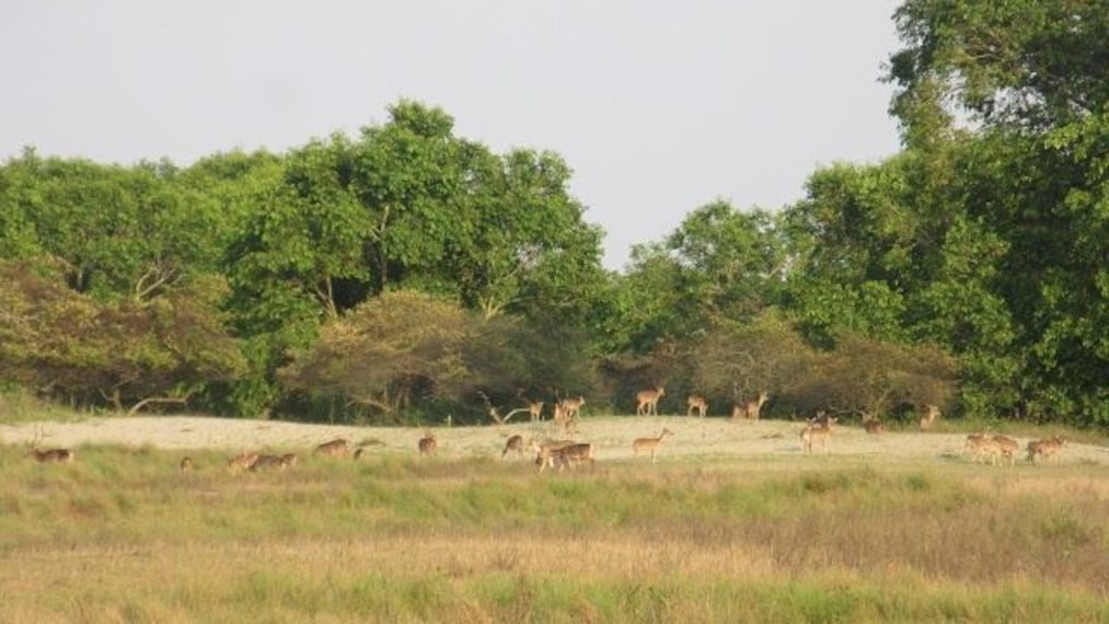 sunderbans_bird_watching_1