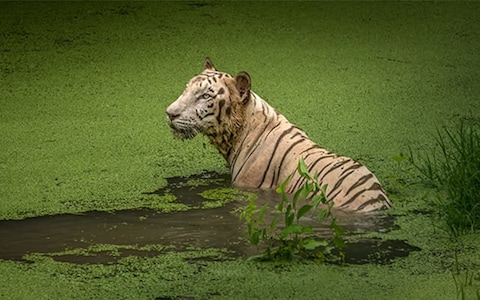 Image from popular destination Sunderbans - Famous for Royal Bengal Tigers and Mangrove Islands