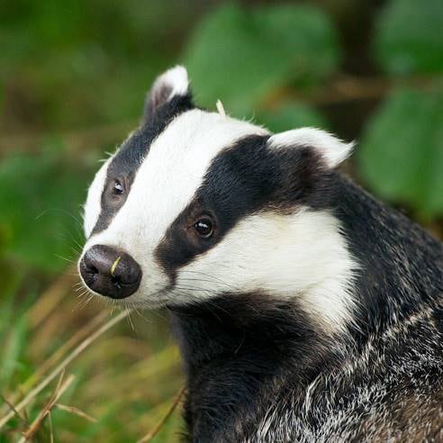 Surrey_British_Wildlife_Centre_1