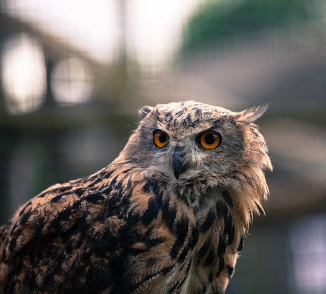 Surrey_British_Wildlife_Centre_9