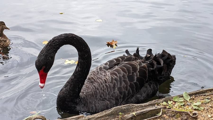 Surrey_Claremont_Landscape_Garden_8