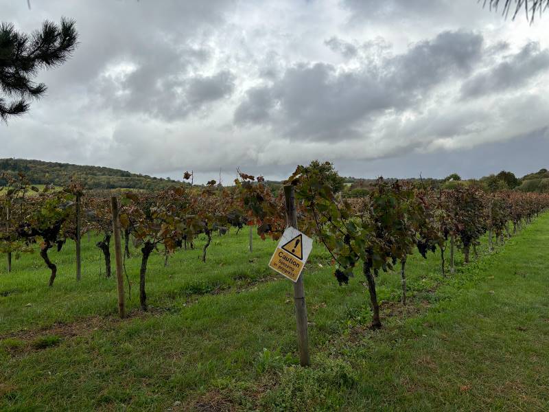 Surrey_Denbies_Wine_Estate_2