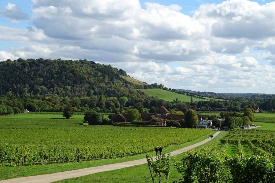 Surrey_Denbies_Wine_Estate_6