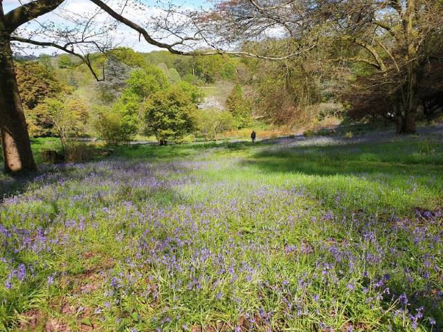 Surrey_Winkworth_Arboretum_4