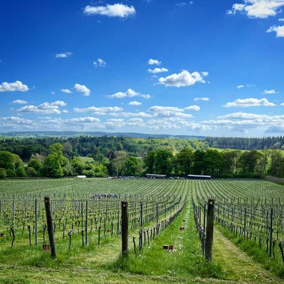 Surrey_Albury_Vineyard_2