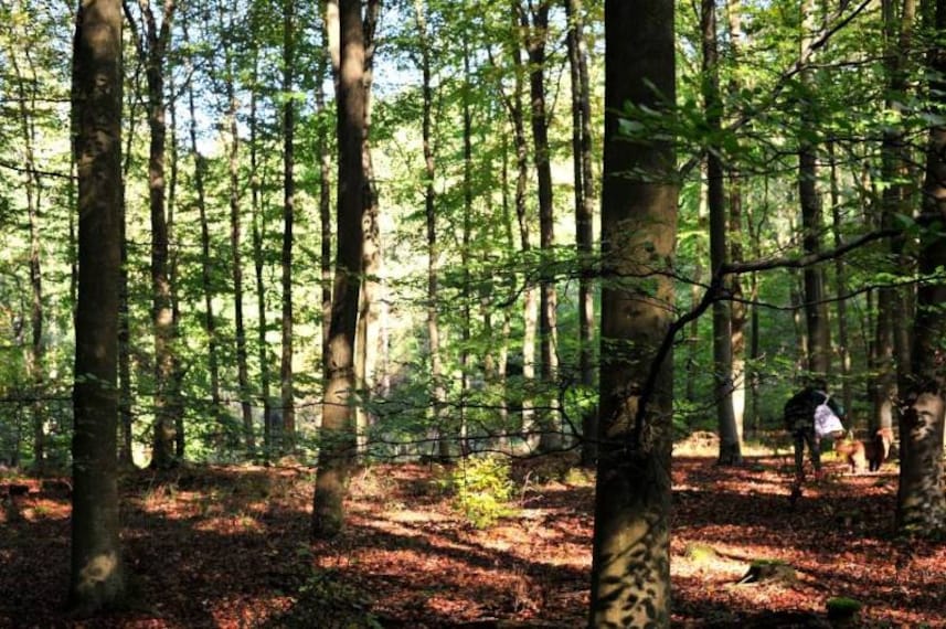 Surrey_Alice_Holt_Forest_1