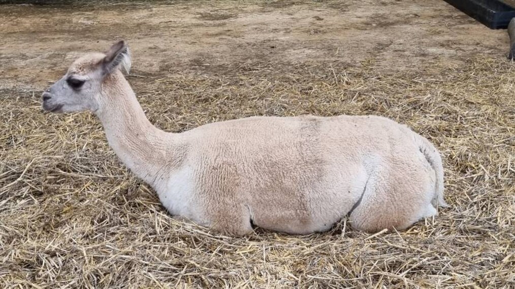 Surrey_Bocketts_Farm_Park_3