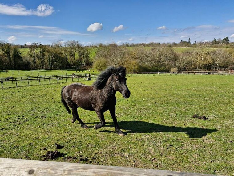 Surrey_Bocketts_Farm_Park_8