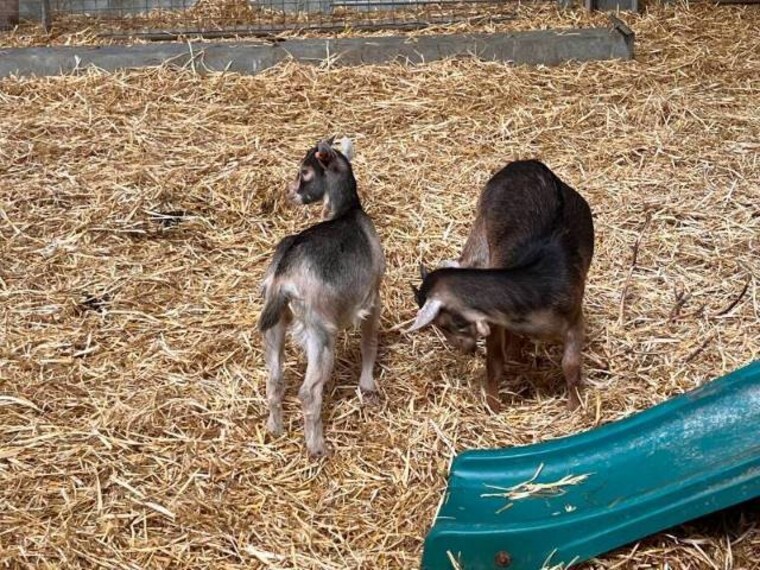 Surrey_Bocketts_Farm_Park_9