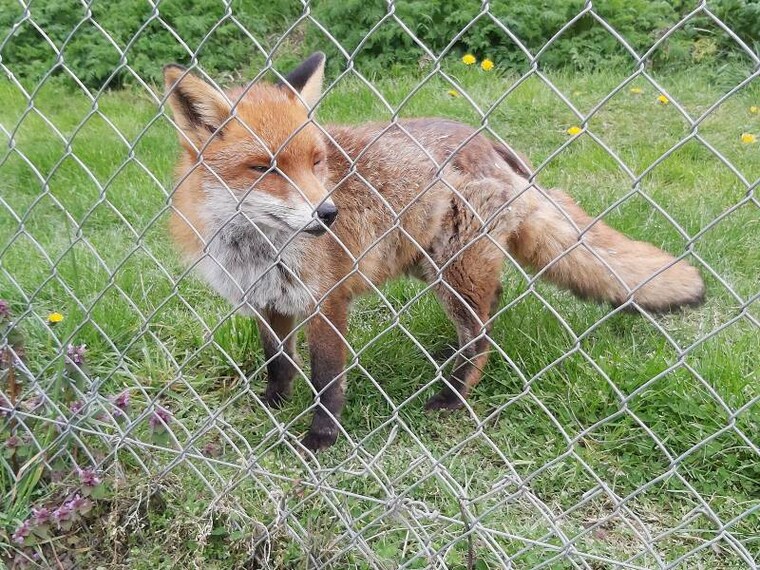 Surrey_British_Wildlife_Centre_10