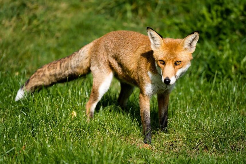 Surrey_British_Wildlife_Centre_2