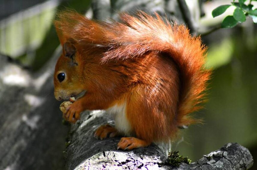 Surrey_British_Wildlife_Centre_3