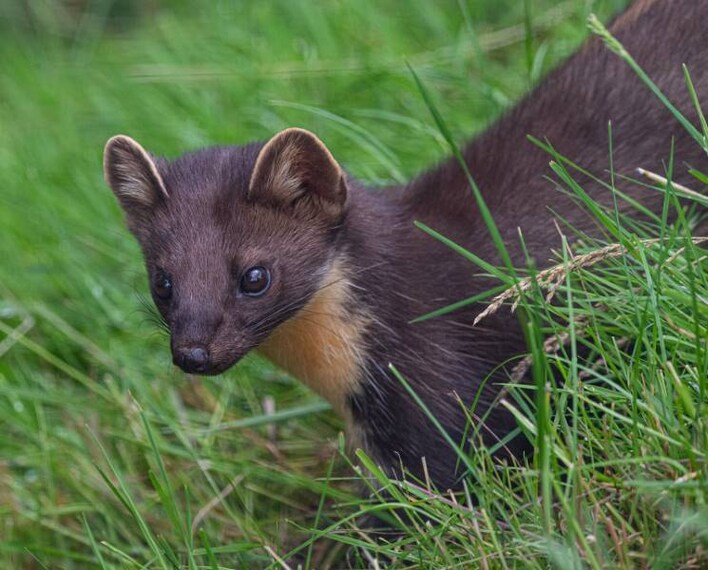 Surrey_British_Wildlife_Centre_4
