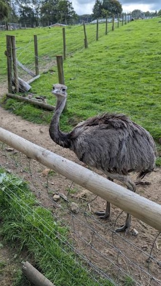 Surrey_Goldstone_Farm_8