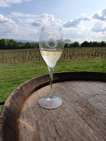 Surrey_Greyfriars_Vineyard_3