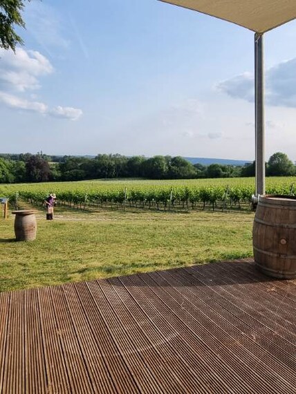 Surrey_Greyfriars_Vineyard_8