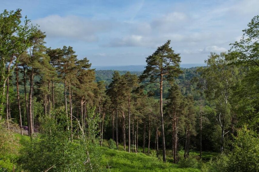 Surrey_Hindhead_Commons_&_the_Devils_Punch_Bowl_3