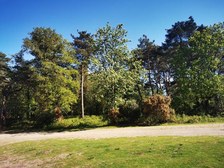 Surrey_Hindhead_Commons_&_the_Devils_Punch_Bowl_8