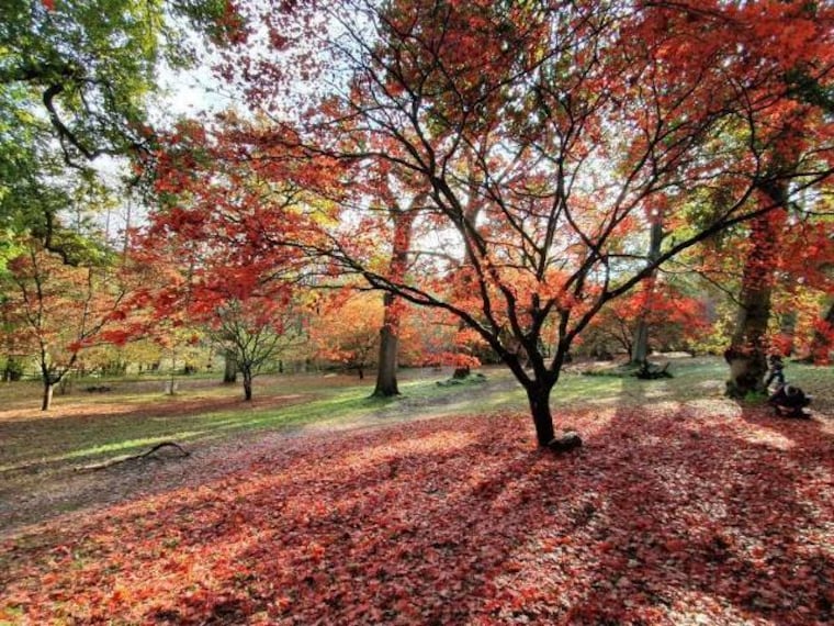 Surrey_Winkworth_Arboretum_3