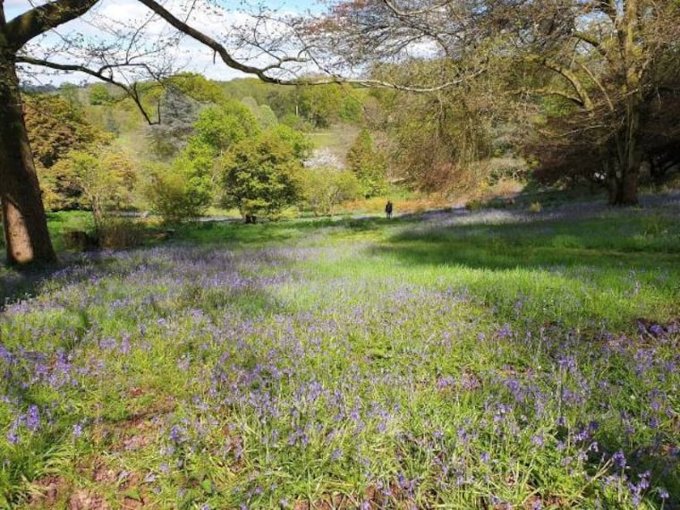 Surrey_Winkworth_Arboretum_4