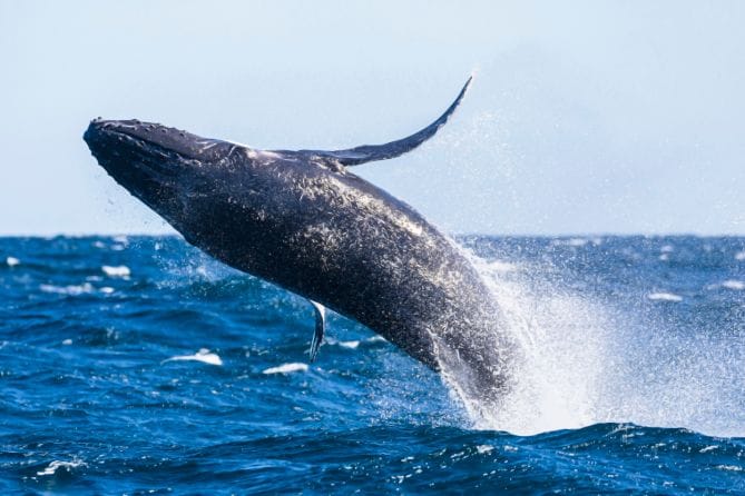 whale_watching_in_sydney sydney