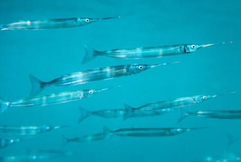 Scuba Diving in Sydney