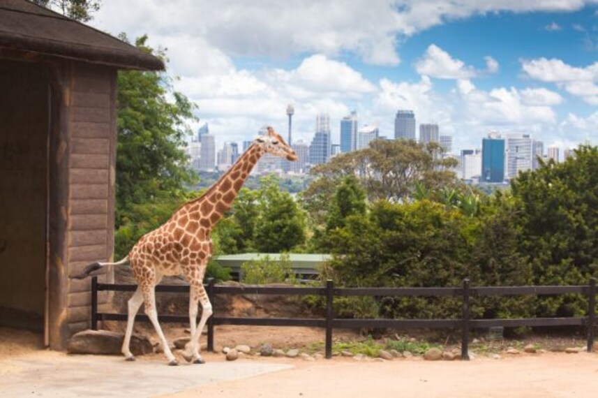 taronga_zoo sydney