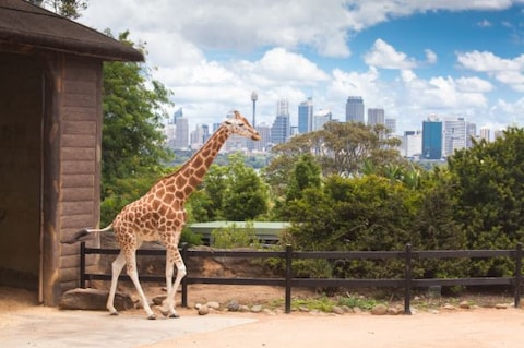Taronga Zoo