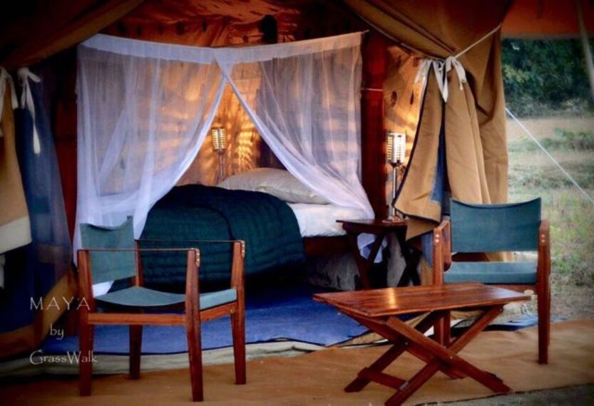 tadoba_grasswalk_m_a_y_a