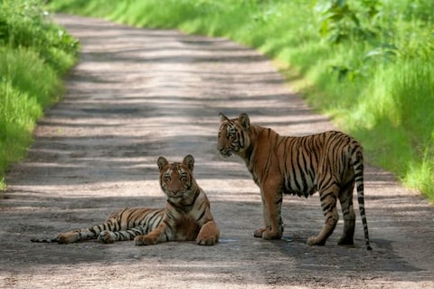 Tadoba Andhari Tiger Reserve