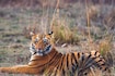 Tadoba