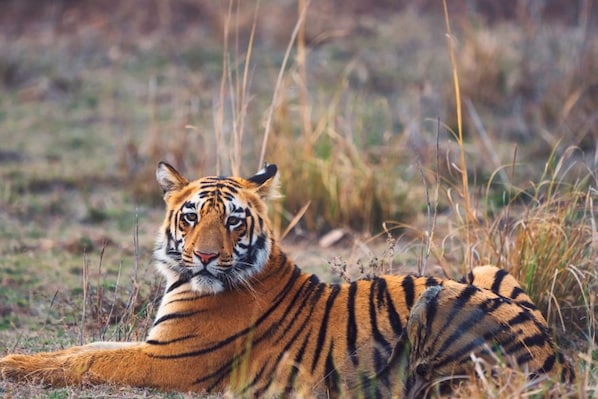 Tadoba