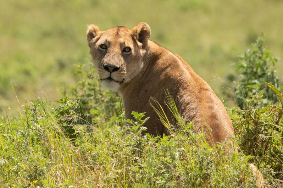 Moshi_Urban_Makasa_Tanzania_Safaris_4