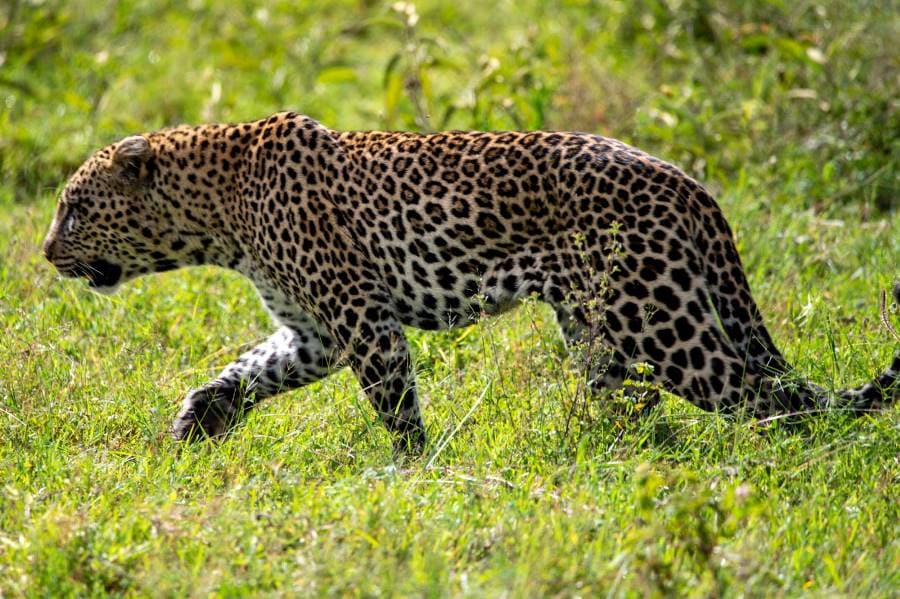 Moshi_Urban_Makasa_Tanzania_Safaris_7