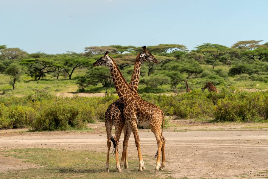 Moshi_Urban_Makasa_Tanzania_Safaris_8