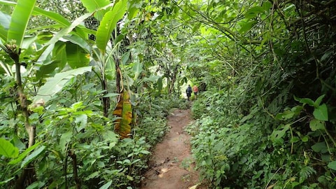 Materuni Waterfalls