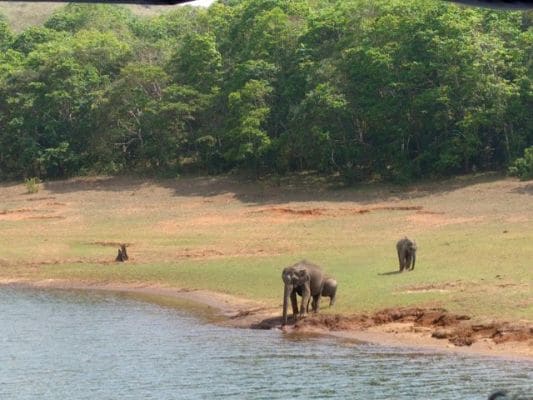 Thekkady Periyar Wildlife Sanctuary Landscape Image